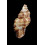trigonularis 56,0mm UNCOMMON