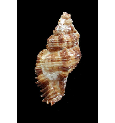 trigonularis 56,0mm UNCOMMON