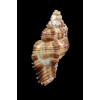 trigonularis 56,0mm UNCOMMON