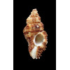 trigonularis 56,0mm UNCOMMON
