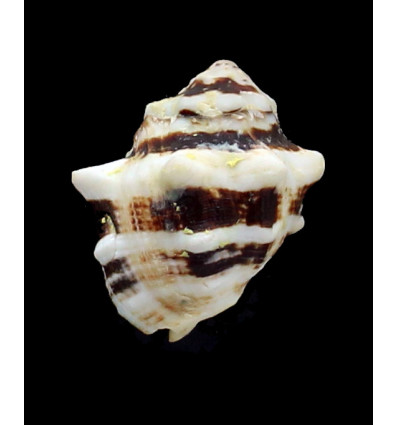 deltoidea 39,0mm