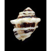 deltoidea 39,0mm