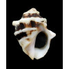 deltoidea 39,0mm