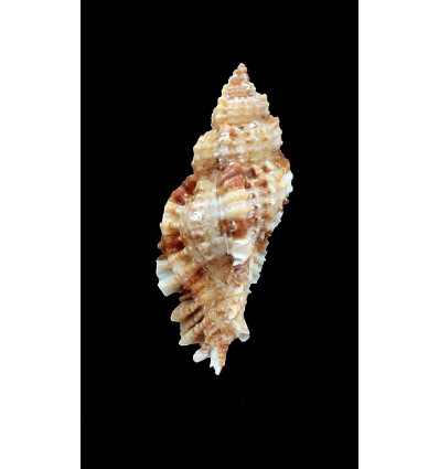 fosteri 57,0mm