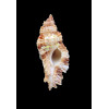 fosteri 57,0mm
