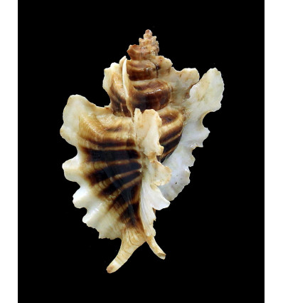 trialata 86,0mm BIG