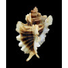 trialata 86,0mm BIG