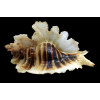 trialata 86,0mm BIG