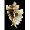 trialata 86,0mm BIG