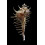 spinastreptos 54,4mm
