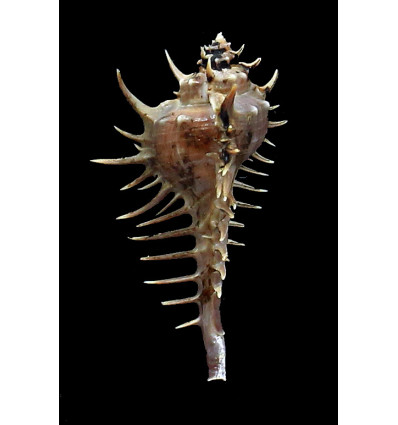 spinastreptos 54,4mm