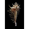 spinastreptos 54,4mm