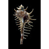 spinastreptos 54,4mm
