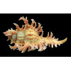 spectrum 97,0mm SUPERB