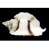 foliatum 71,0mm