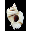 foliatum 71,0mm