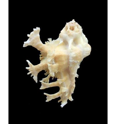 homalocantha pele 51,0mm