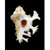 homalocantha pele 51,0mm