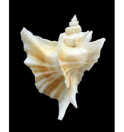 eurypteron 51,4mm RARE