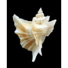 eurypteron 51,4mm RARE