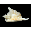 eurypteron 51,4mm RARE