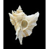 eurypteron 51,4mm RARE