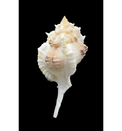 cailleti 58,0mm