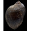 persica 99,5mm BIG