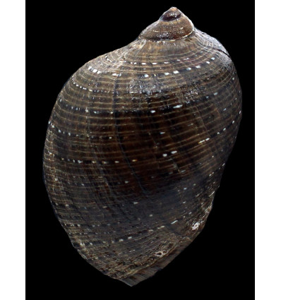persica 99,5mm BIG