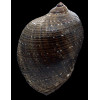 persica 99,5mm BIG
