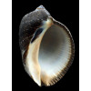 persica 99,5mm BIG