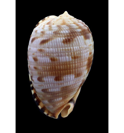 testiculus 75,0mm BIG