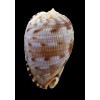 testiculus 75,0mm BIG