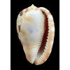testiculus 75,0mm BIG