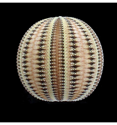 formosus 38,71mm BIG