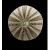 formosus 38,71mm BIG