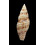 planicostata 68,8mm