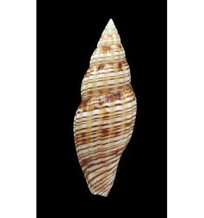 planicostata 68,8mm