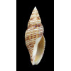 planicostata 68,8mm