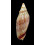 subelongata 87,0mm