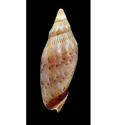 subelongata 87,0mm