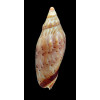 subelongata 87,0mm