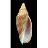 subelongata 87,0mm