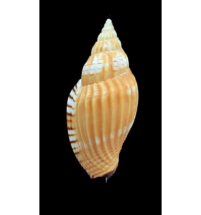 tulearensis 62,0mm
