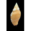 tulearensis 62,0mm