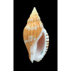tulearensis 62,0mm