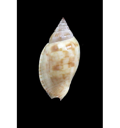 deliciosa 33,0mm