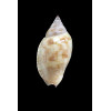 deliciosa 33,0mm