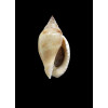 deliciosa 33,0mm