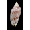 pulchra  78,0mm